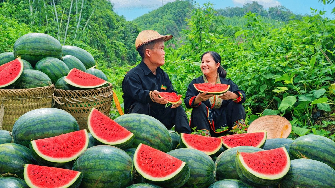 Dwarf Family Harvests Watermelons & Sells at Market | Farm Life with Goats & Chickens