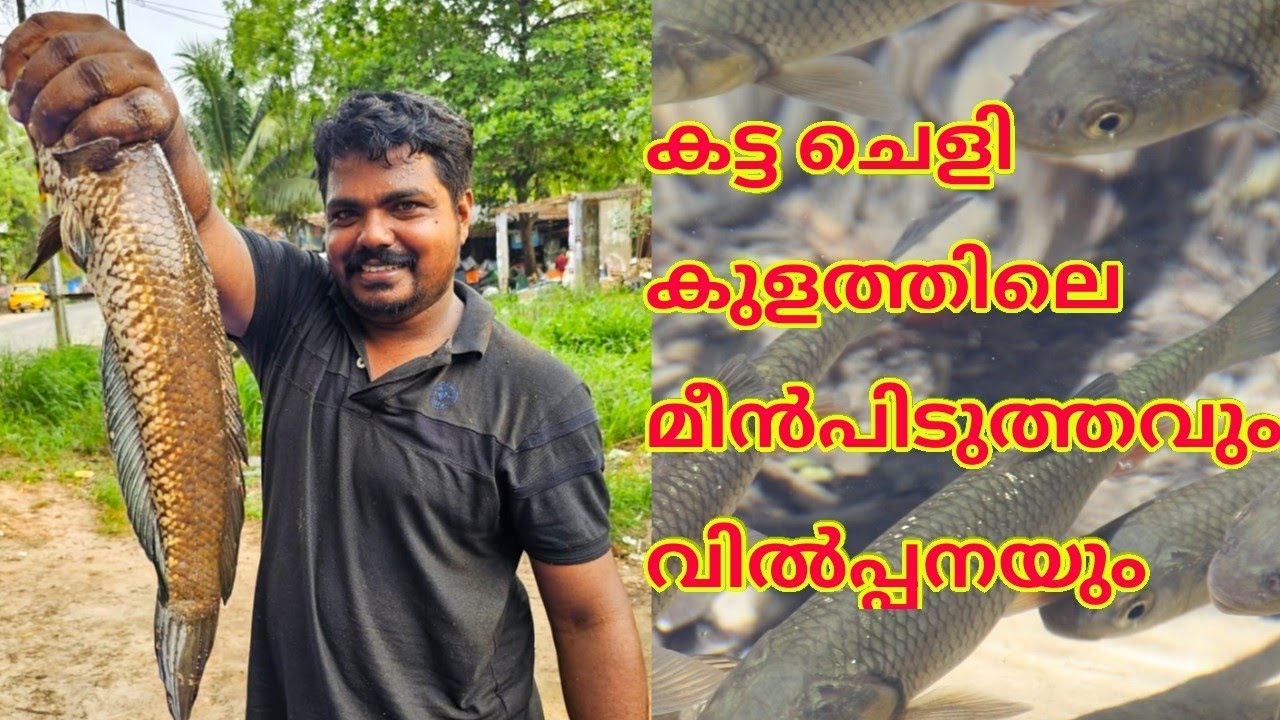 കട്ടചെളികുളത്തിലെ മീൻപിടുത്തവും വില്പനയും