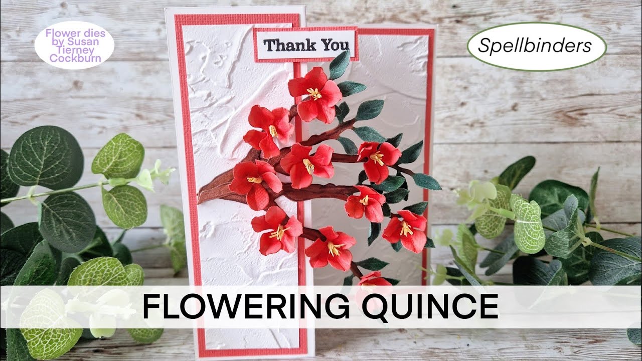 SPELLBINDERS FLOWERING QUINCE - Susan's Nature's Botanical Garden Collection