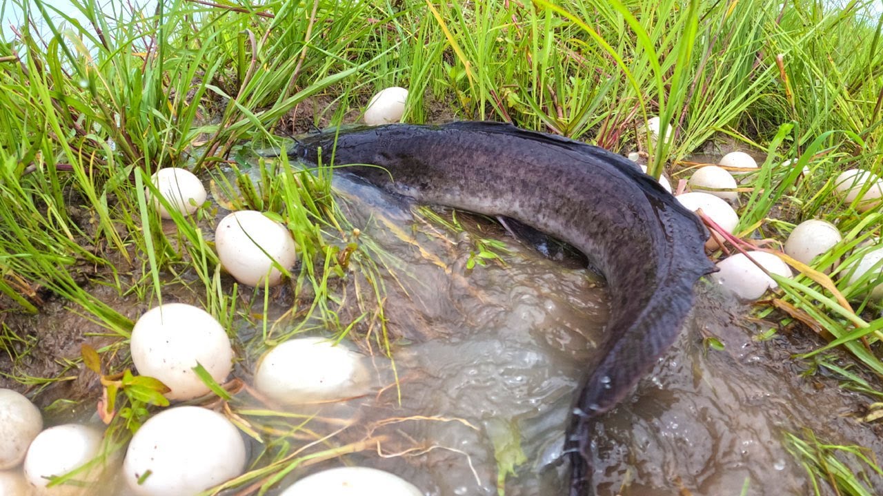 Amazing top video, catch a lot of fish and pick duck eggs at rice field near road