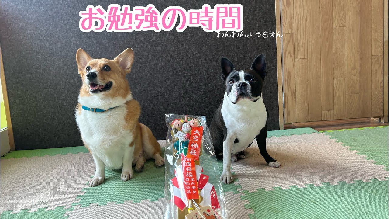 【犬の幼稚園】バウのままバックするの・・・！？