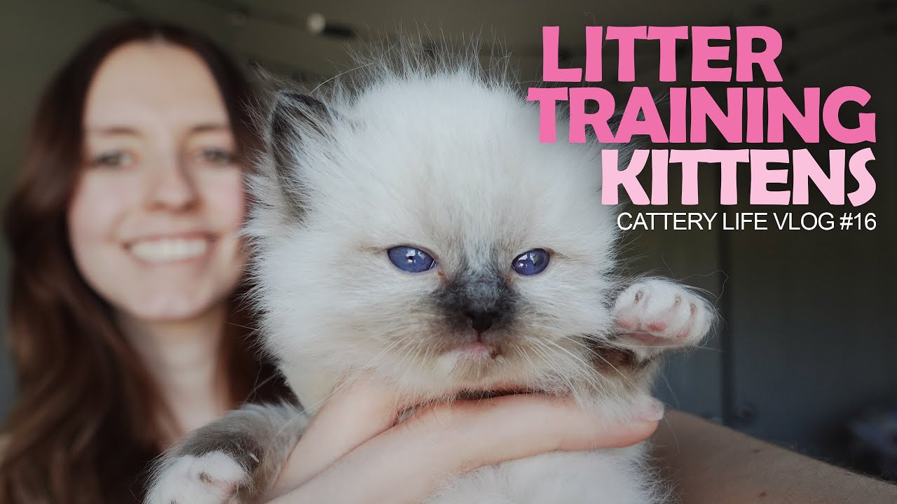 Genetic Testing My Cats | Litter Training | CATTERY LIFE VLOG #16