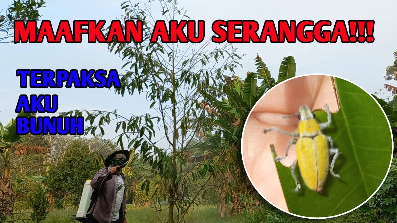 KEJAMLAH AKU | TERPAKSA AKU HAPUSKAN KAU SERANGGA | EP 67