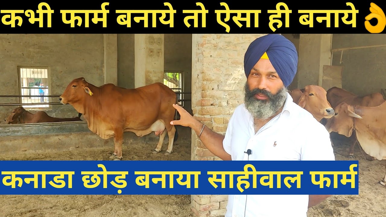 कनैडा छोड़ बनाया देसी साहीवाल गाय डेयरी फार्म|How To Start Desi Sahiwal cow Dairy Farm in india