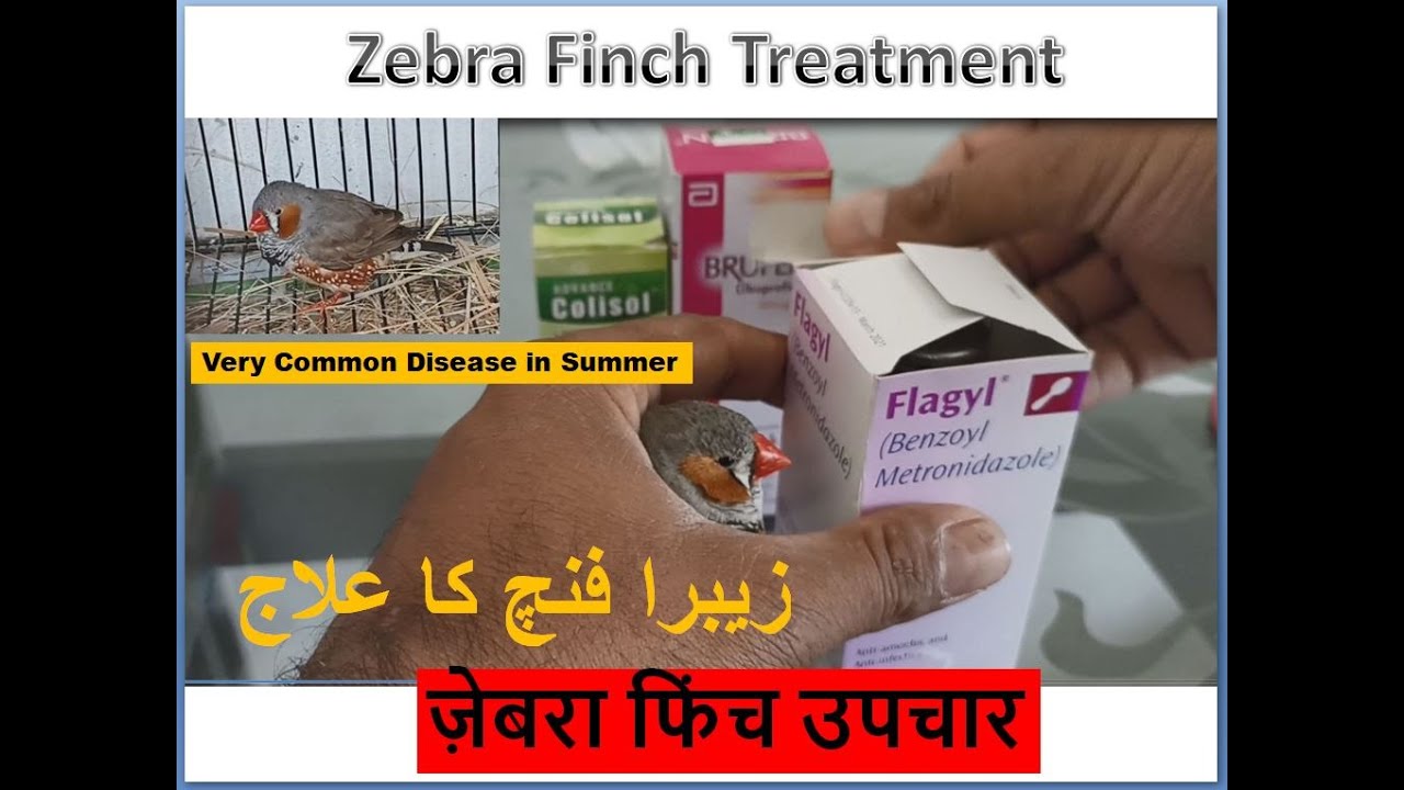 Zebra Finch Treatment common disease in Summer | Birds | Finches | birds breeding | all birds