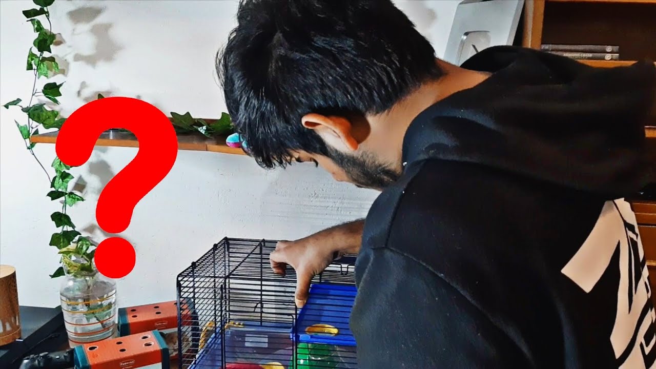 අලුත් යාලුවො දෙන්නා !?