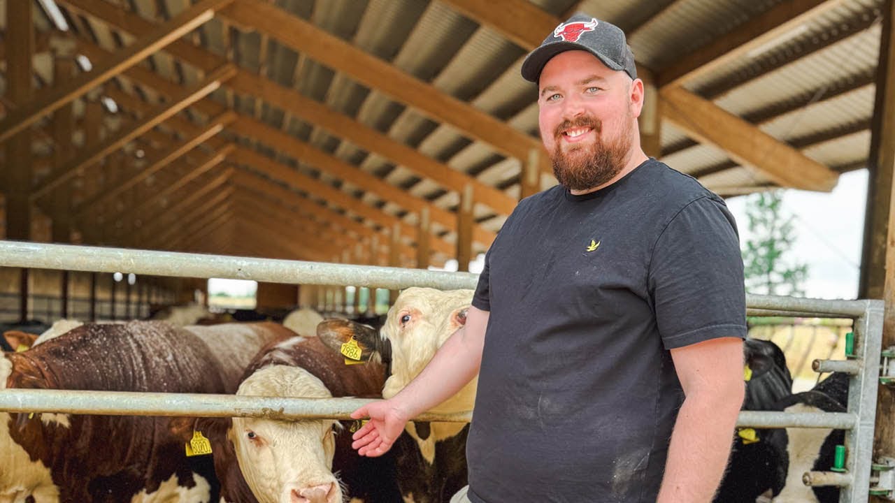 Andreas Lydigh' suksess med storfeproduksjon i Grimslöv, Småland