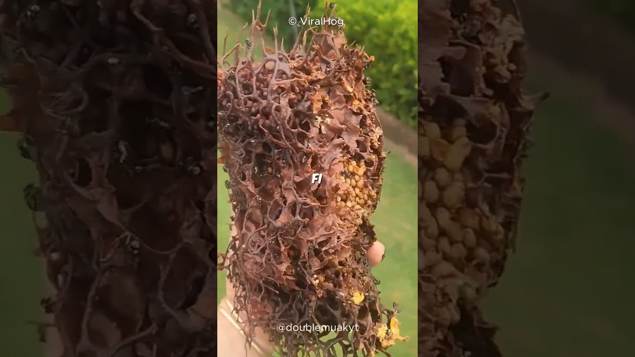 The Tiny Buzz Without the Sting! 🐝🤯🇦🇺