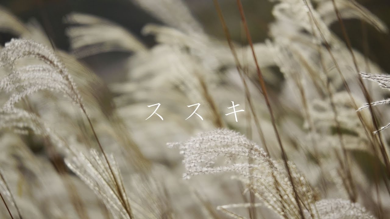 507 【4K】ススキ