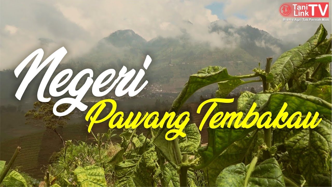 Negeri Pawang Tembakau - 