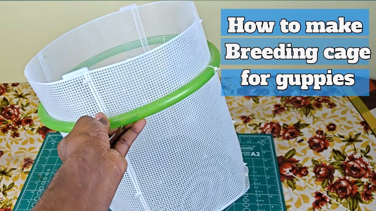How to make breeding Cage for guppies 