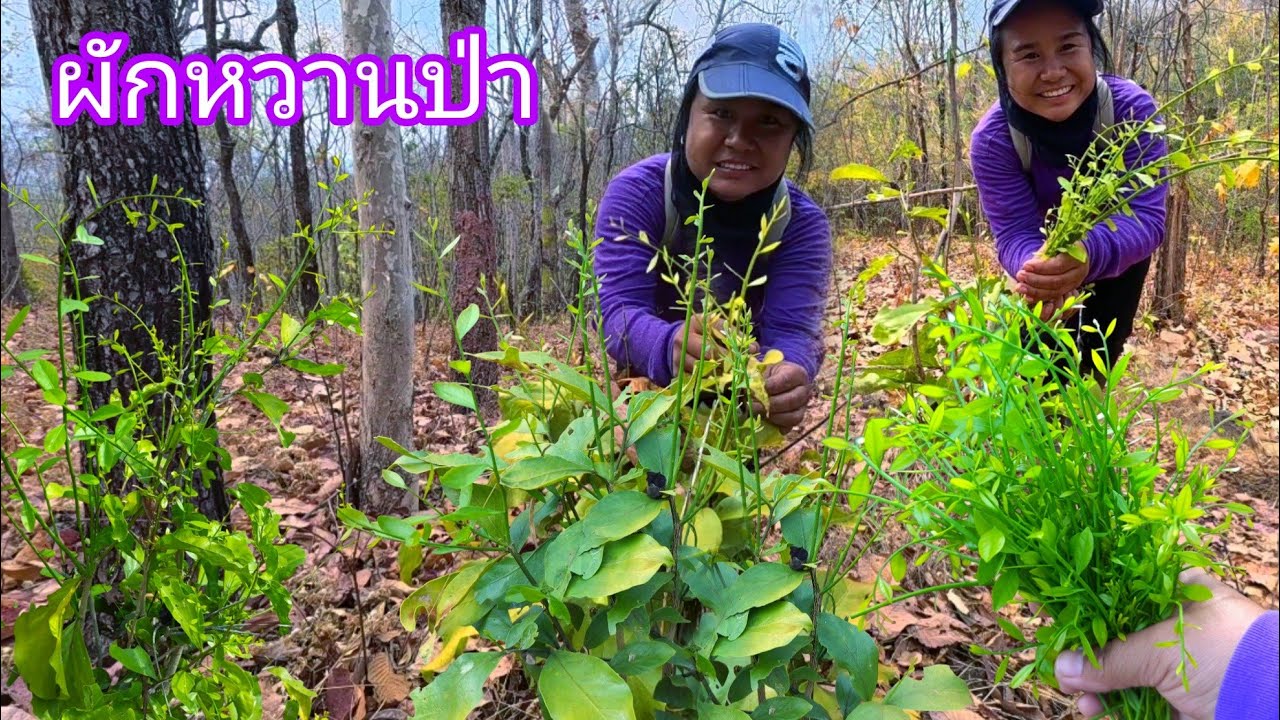 ปไม่คิดว่าจะเยอะขนาดนี้ ผักหวานป่ายอดเหลืองๆอ่อนป่าออกข้างทางเลยจร้า