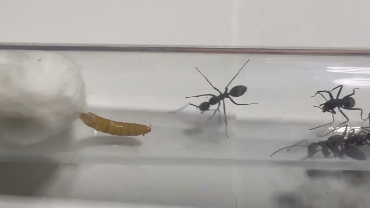 Новая колония) кампонотус псевдолендус (CAMPONOTUS PSEUDOLENDUS)