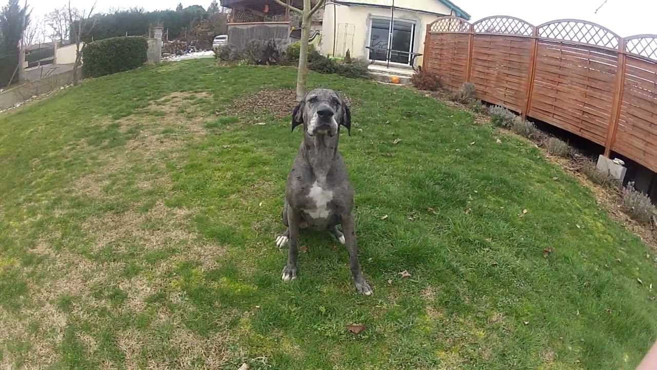Dogue allemand attaque test Go Pro Hero 2 BNOA