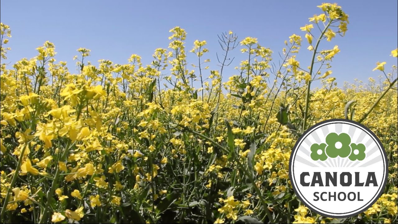 Canola School: Assessing starter phosphorous amount, placement, and type
