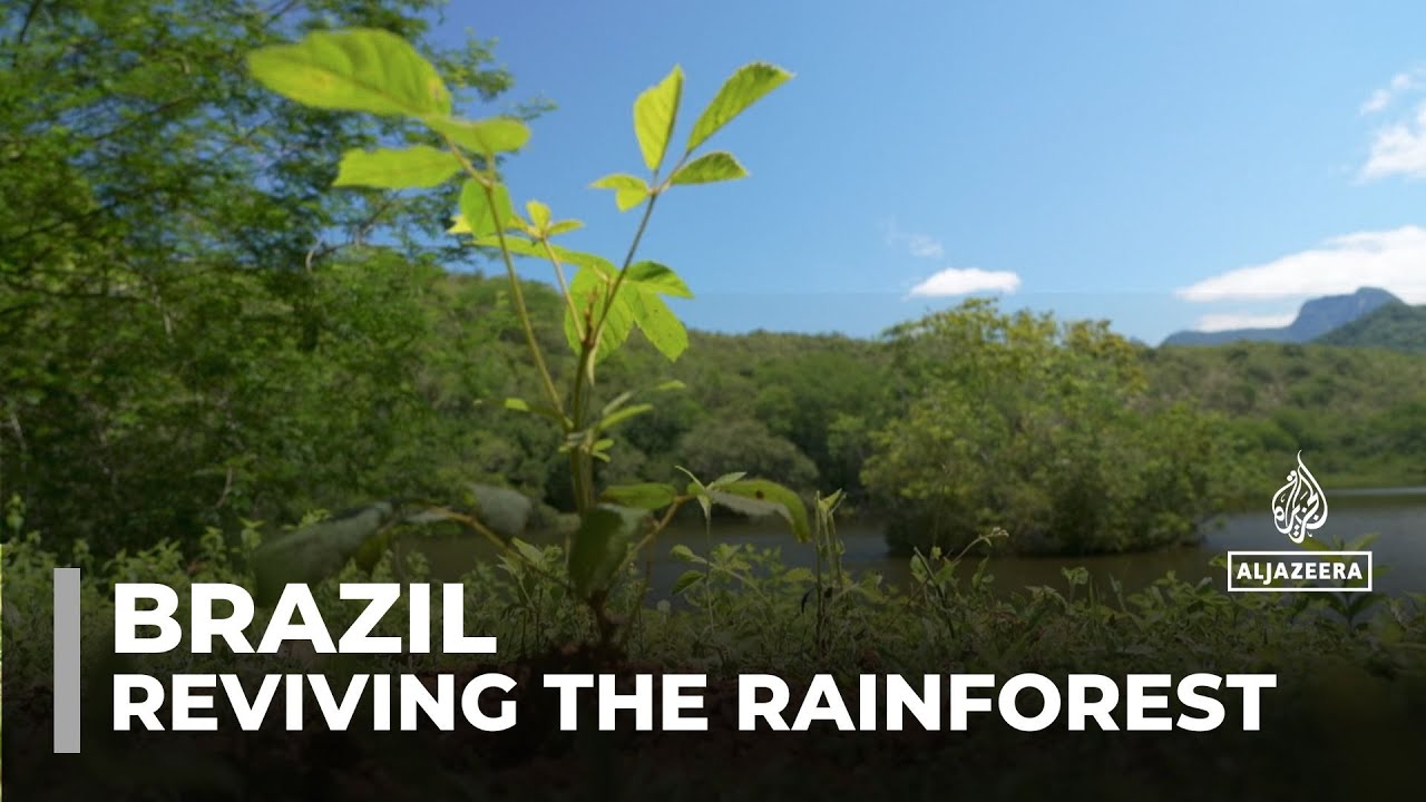 Reviving the rainforest: One family's mission to restore Brazil's Atlantic Forest