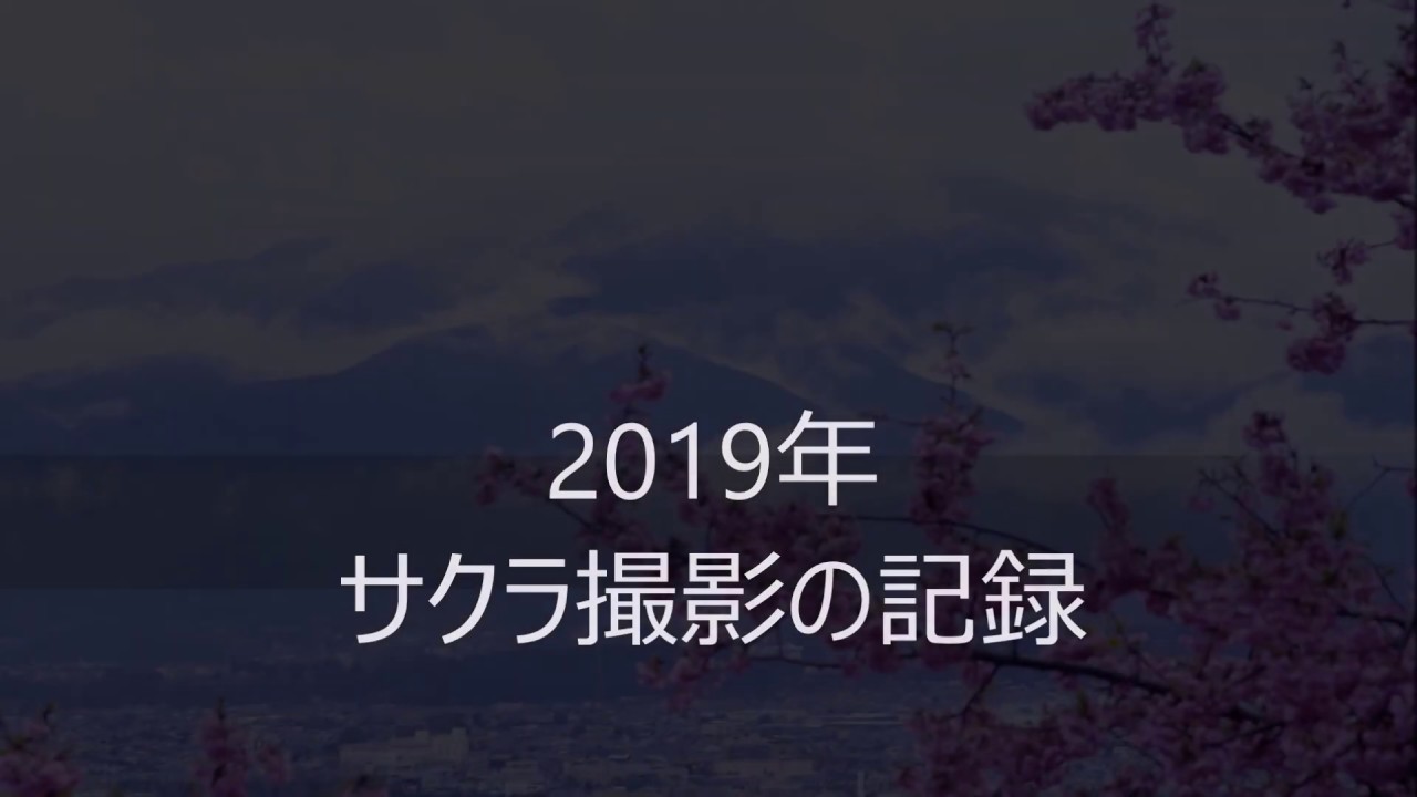 2019年　桜のボケフォト＆ペットボトルフィルター写真