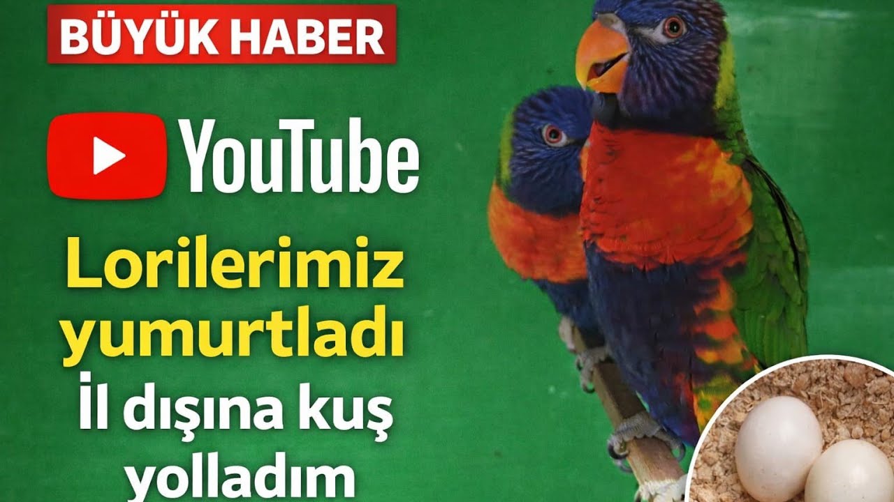 LORİLER YUMURTLADI İL DIŞINA KUŞ YOLLADIM