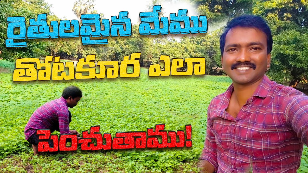 Thotakura Full Information || How To Growth And Take Seeds Telugu || #2024 Part-1