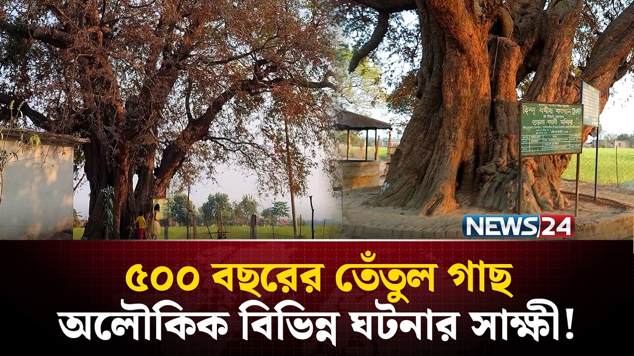 সত্যিই কি ‘জাগ্রত’ তেঁতুল গাছ? পূর্ণিমায় দেখা মেলে অলৌকিক উপস্থিতি! NEWS24 Special