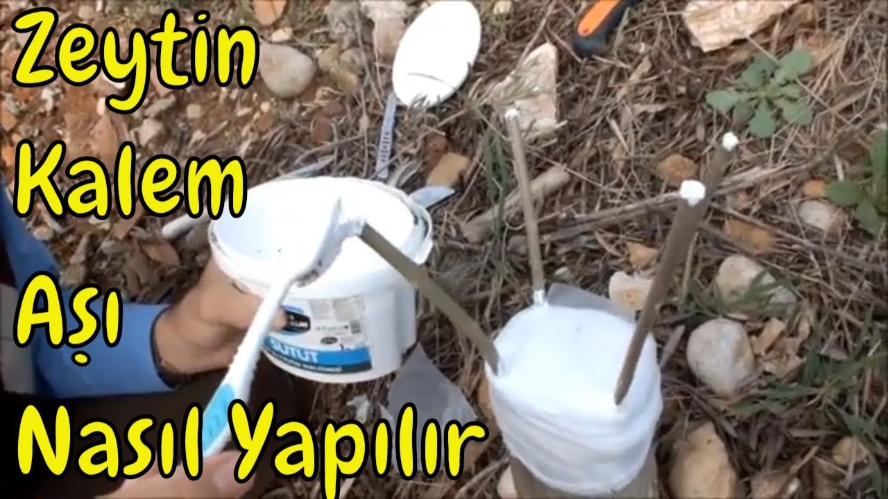 Zeytin Kalem Aşısı Ayrıntılı Anlatım