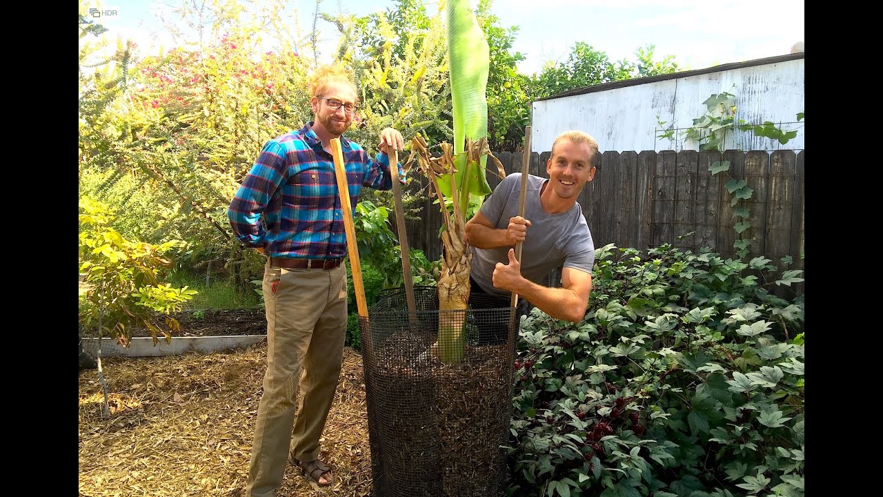 How to Protect a Banana Tree from Frost Damage