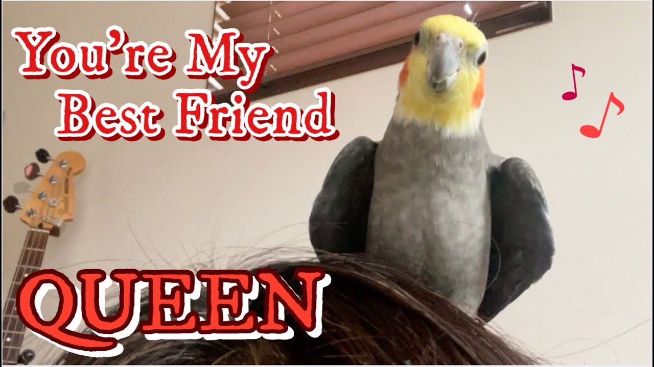 17歳オカメインコに贈る歌 - You're My Best Friend by Queen