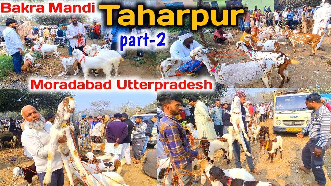 सस्ते दामों में बरबरी बकरियां |Top quality goat kids |Taharpur goat market Moradabad |Bakra Mandi 