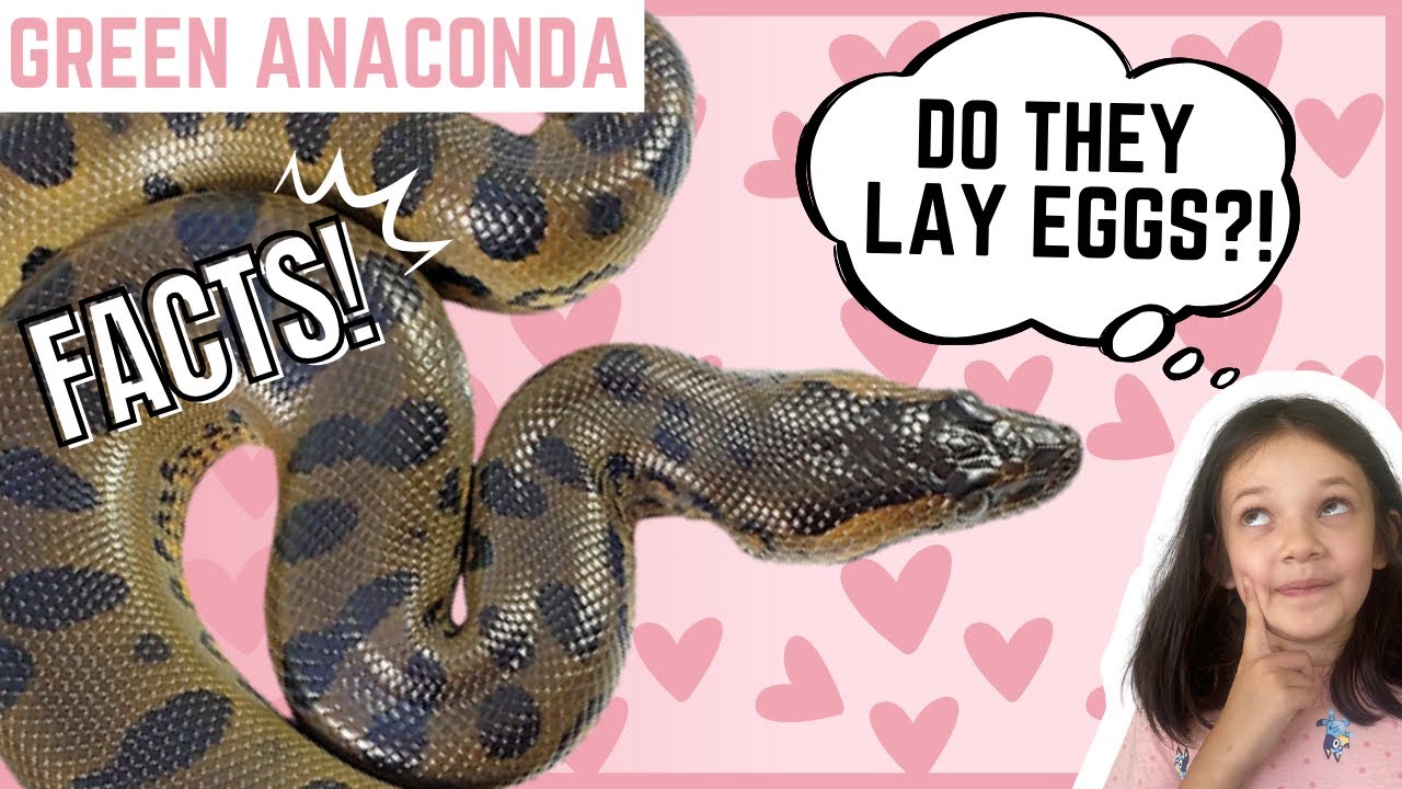 GIANT GREEN ANACONDA | Animal Fun Facts | (For Kids)