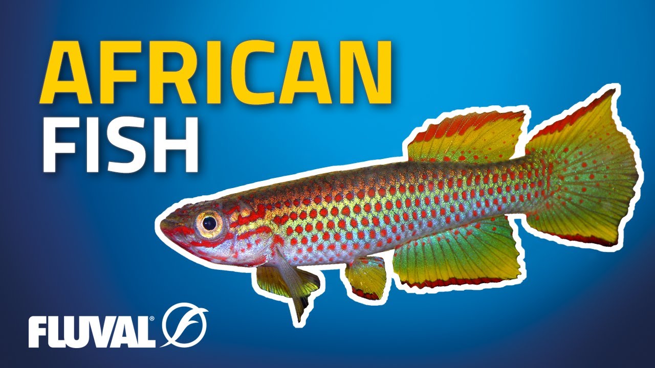 Three African Wonders | Aphyosemion Killifish