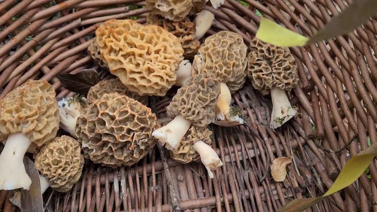 Belle Cueillette de Morilles !10/04/21