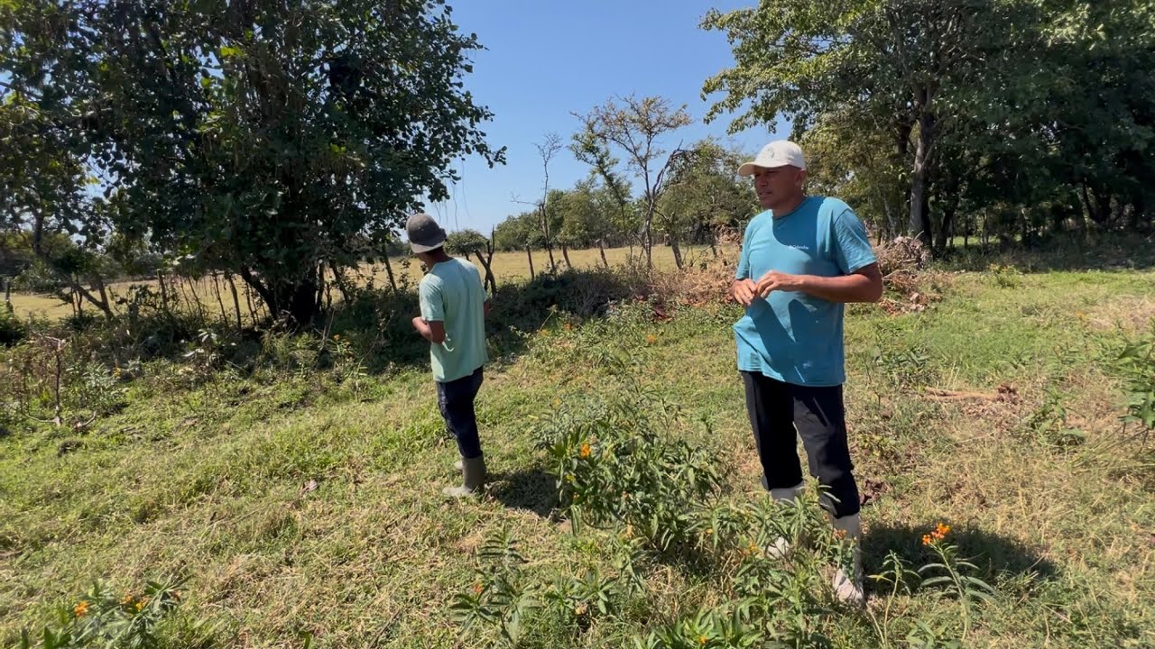 Nos fuimos a atrapar iguanas verdes con la mano 