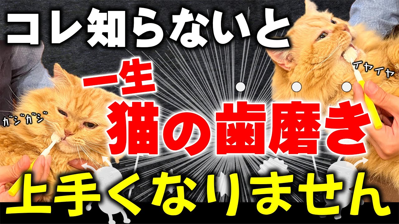 【猫の口臭が気になる…？】マジで一瞬で口臭を消す方法を教えます！