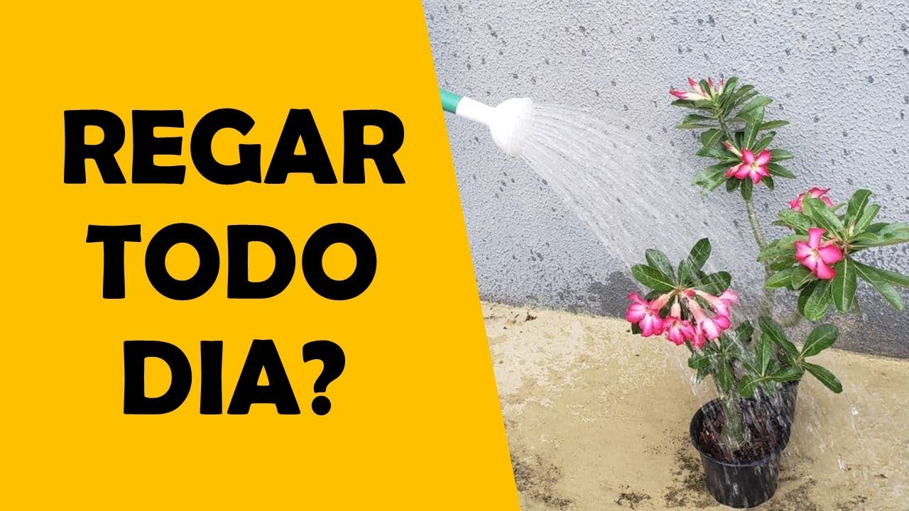 Quantidade e frequência de água para a Rosa do Deserto ficar bonita e saudável