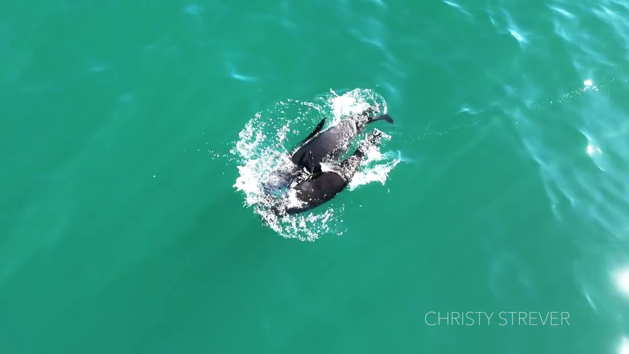 Sardine run in Plett