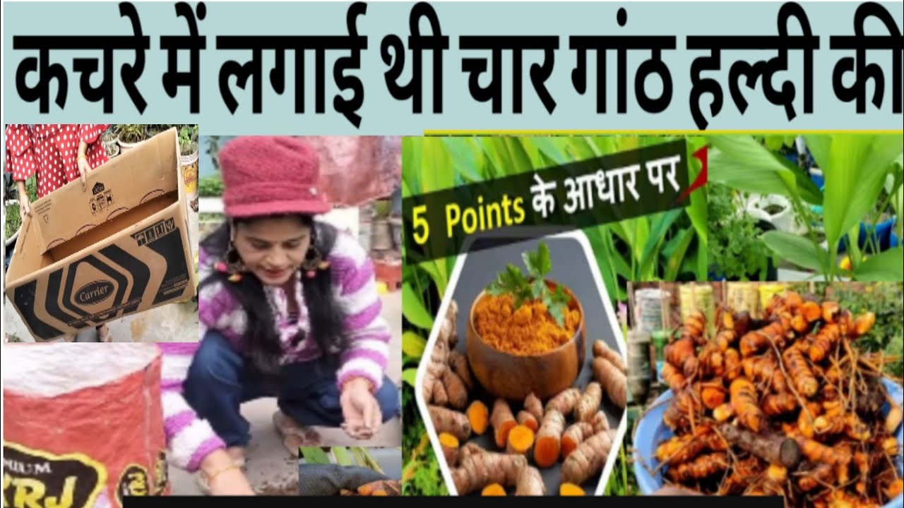 सालों से कचरे में लगा रही हल्दी बिना खाद गमले के हर साल 10 किलो हल्दी बाजार की केमिकल कभी नहीं खरीदी