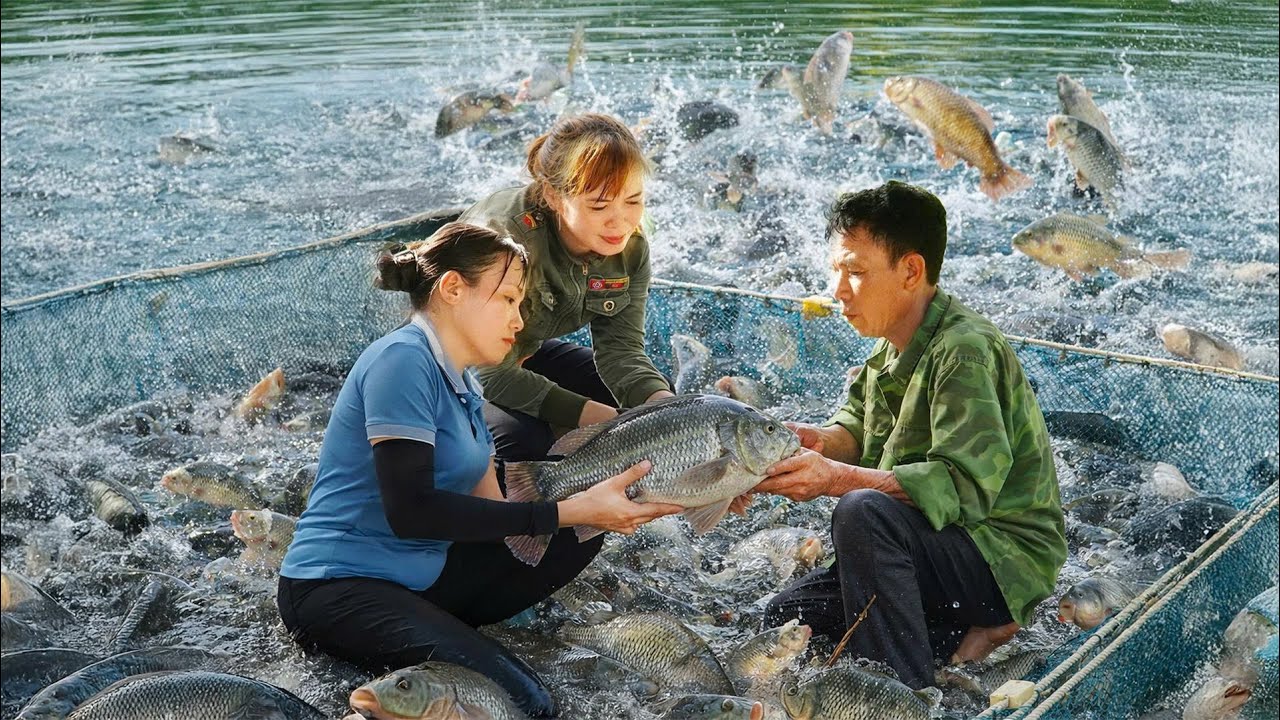 Farm Life: Harvesting 200kg of Giant Tilapia goes to Market Sell - Giant Python Lurking in the Farm
