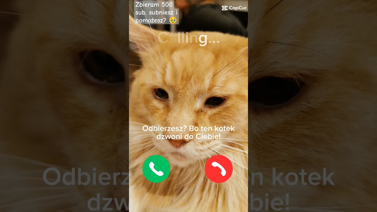Ten kotek dzwoni! Oddzwonisz? | Zbieram 500 sub, pomożesz? 🥹 | #shorts
