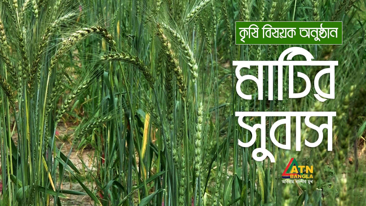 গমের উৎপাদন ও গবেষণা নিয়ে গবেষকদের মতামত | মাটির সুবাস | Matir Subas | ATN Bangla