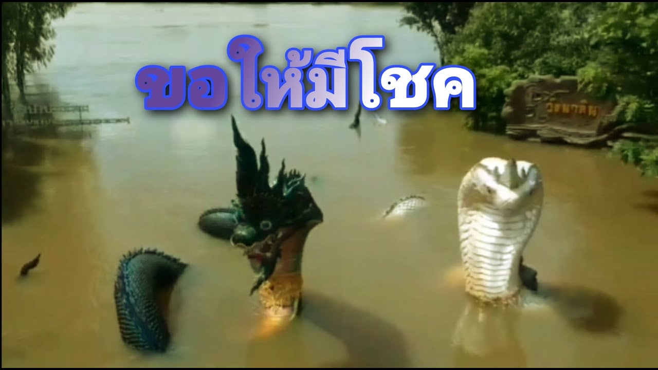 พญานาคลอยน้ำ วัดป่าปากโดม | บันทึกเหตุการณ์ประวัติศาสตร์ น้ำท่วมใหญ่ ปี 2562 (หาชมยาก)