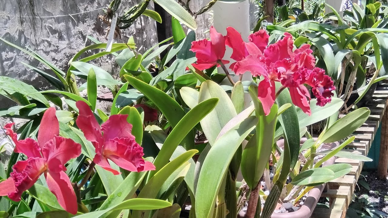 APLICAÇÃO DE CÁLCIO NAS ORQUÍDEAS!!!💞💞