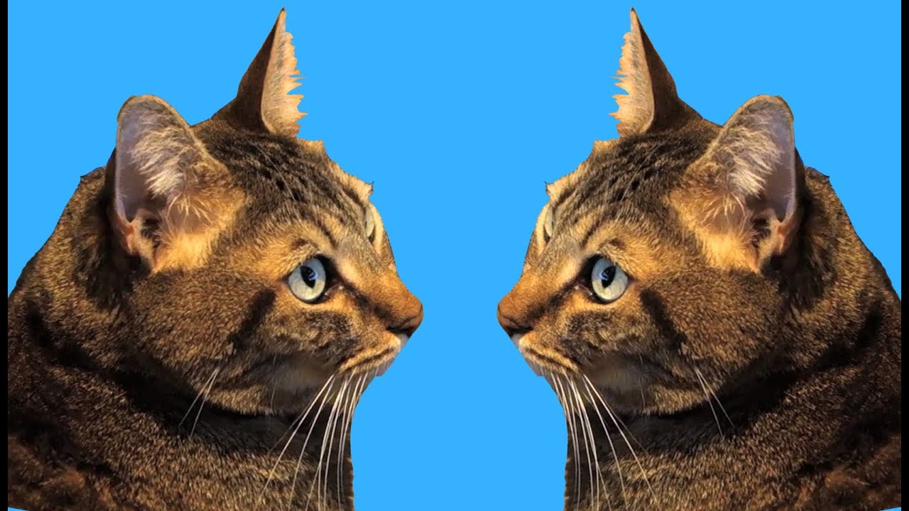 Sparta Watches Mean Kitty