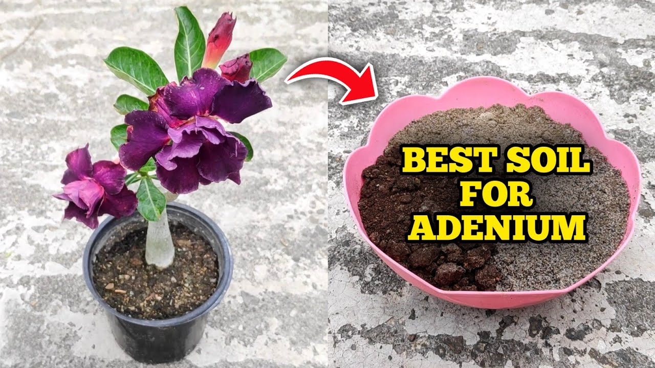 How To Grow Adenium Plant At Home (Complete Guide) Desert Rose Plant Care