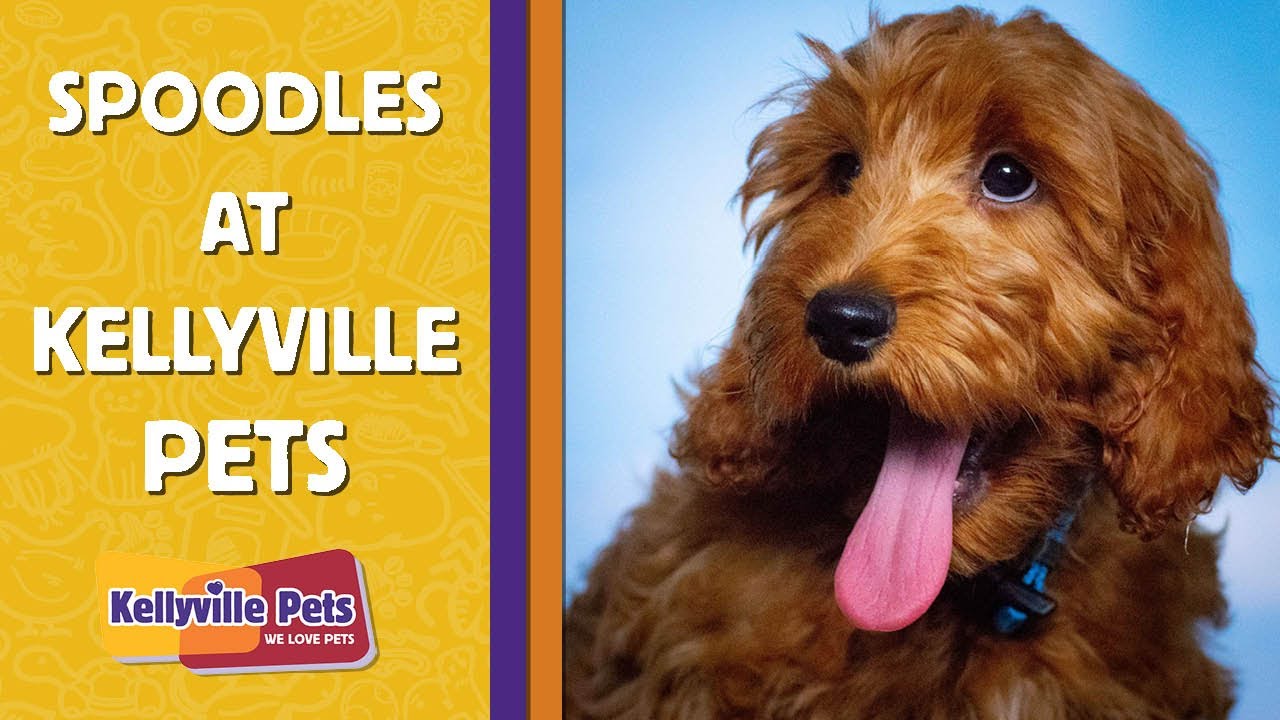 Spoodle Facts