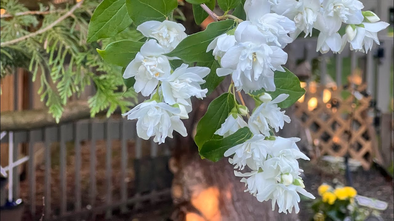 盆栽重瓣山梅花mock orange养护心得/#山梅花盆栽#新手上路#好养植物#低维护植物推荐#又香又美的花