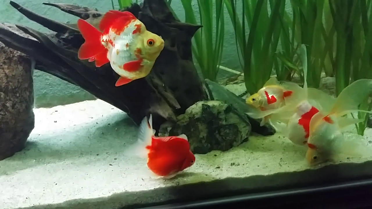 My New Red Short Tail Ryukin