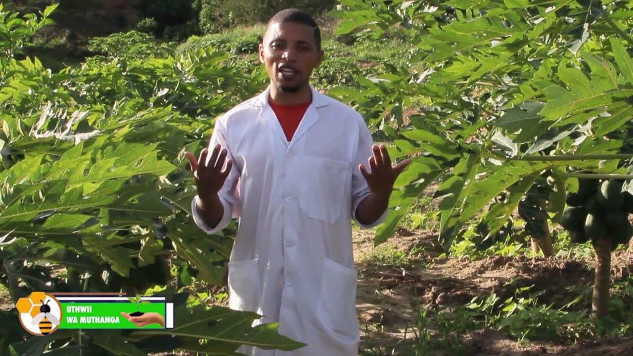 PAWPAW FARMING