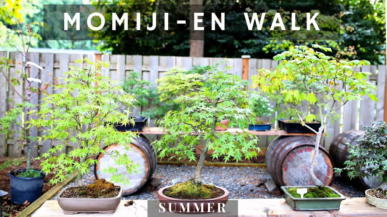 Momiji-en Japanese Maple Garden Walk in Summer