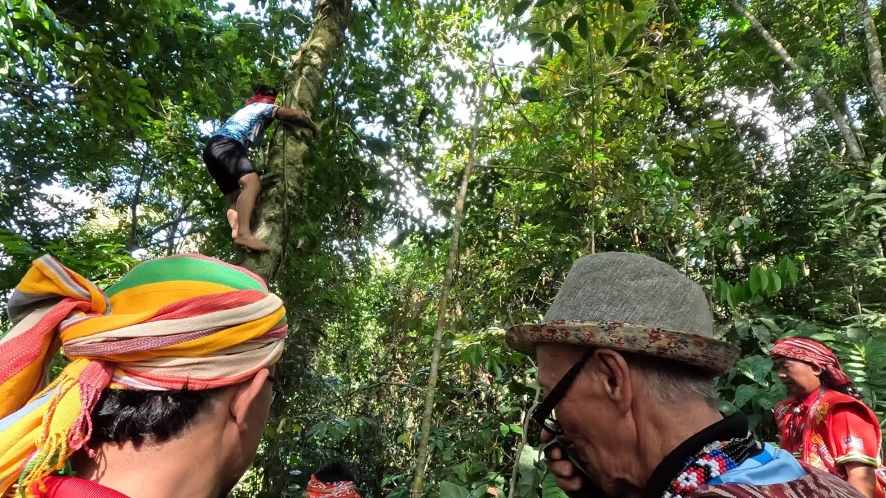 Pokok Cangkuk Manis Paling Besar Di Tanah Karamat Tampun Juah // Air Telaga Keling&Kumang…//