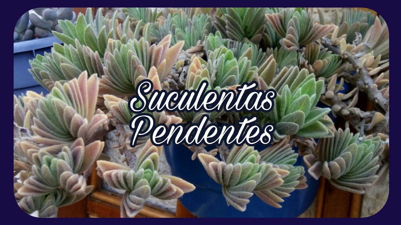 #Suculentas #pendentes